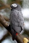 Gray_Parrot_on_Log_600